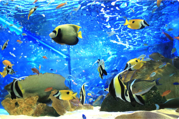 海中水族館の画像